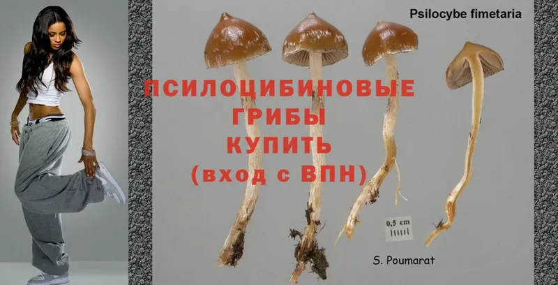 Галлюциногенные грибы Psilocybe  Нарьян-Мар 